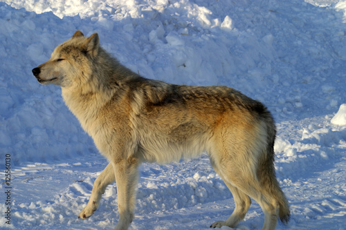 White wolf in the snow