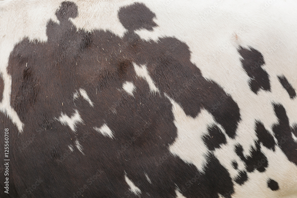 Texture of cow skin , black and white skin Stock Photo Adobe Stock
