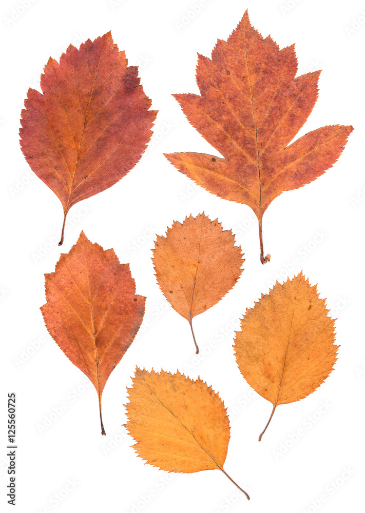 application of hawthorn leaves application of hawthorn leaves