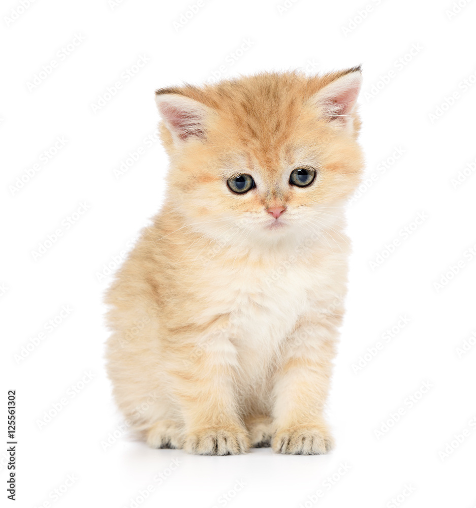 Sad little kitten on white background
