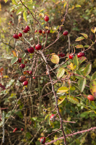 Rosehip fruit on the bush.