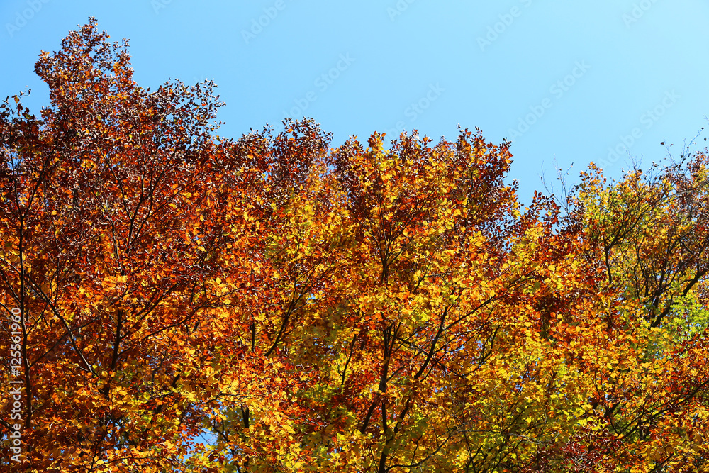 colorful leaves in autumn and blue sky