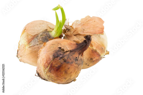 rotten onion isolated on white background