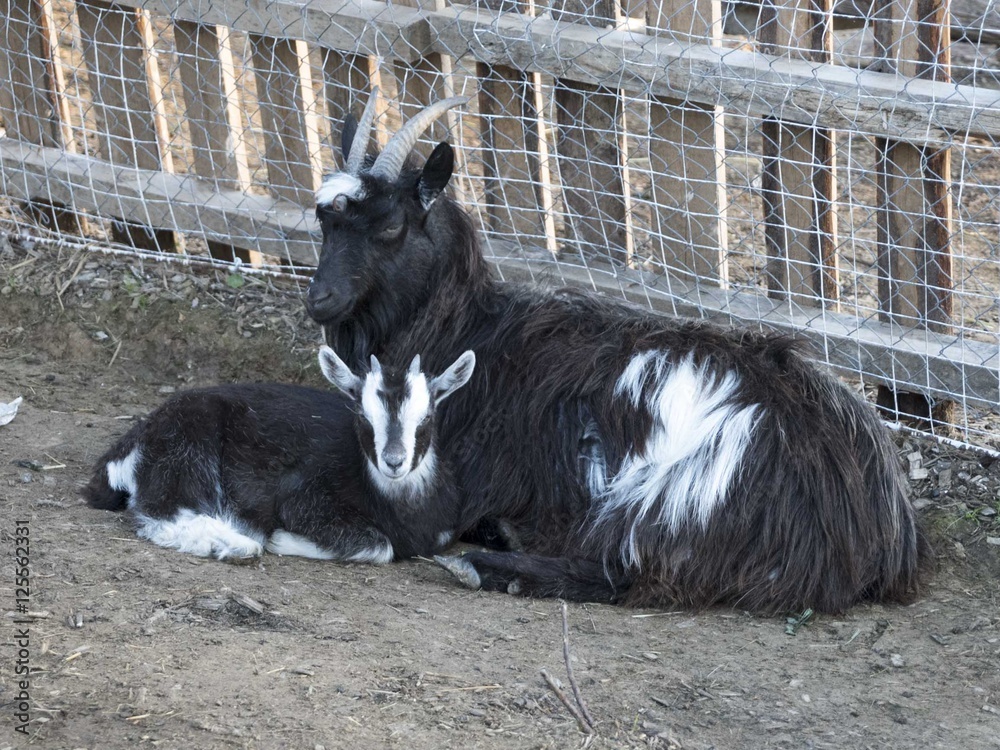 Black and white goat with the kid resting on the ground Black and white goat with the kid resting on the ground