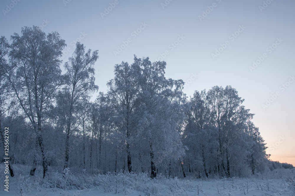 custom made wallpaper toronto digitalwinter landscape