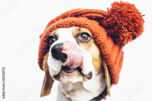 Cute beagle dog in warm orange hat tongue sticking out © anna_rostova