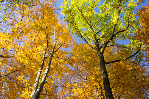 Herbst im Wald