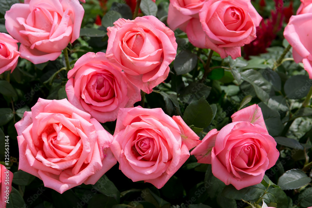 Fototapeta premium Bright pink roses background.Pink roses background.Pink rose in