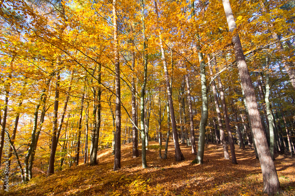 Fototapeta premium Jesień w lesie
