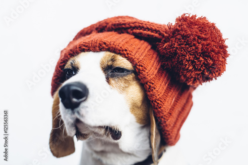 Fototapeta Naklejka Na Ścianę i Meble -  Cute beagle dog in warm orange hat 