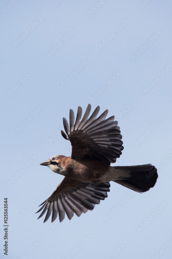 Obraz premium Jay, Garrulus glandarius