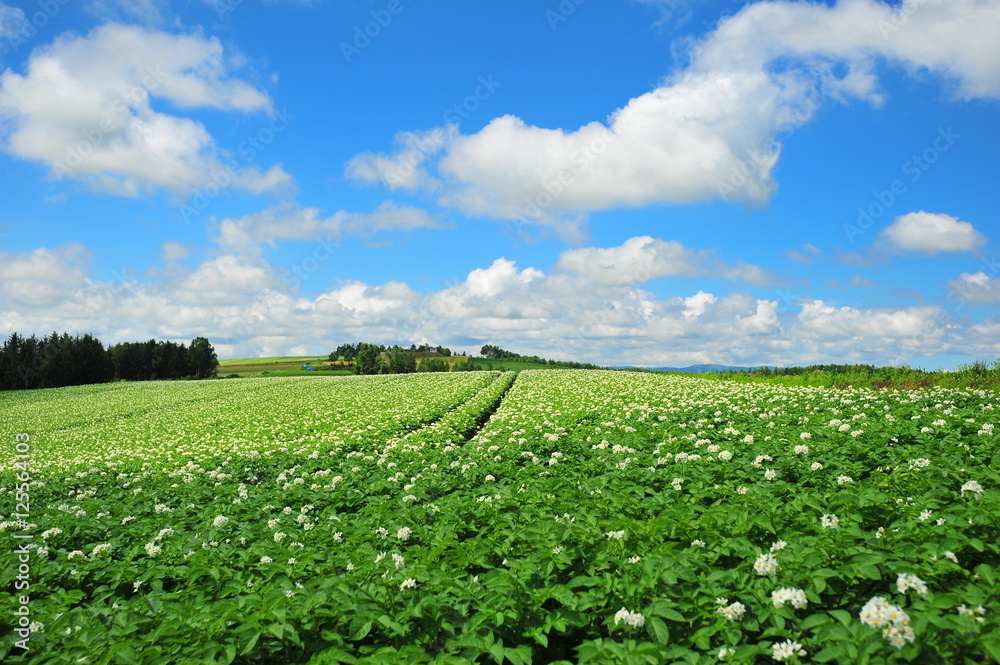 Agriculture Fields at Countryside of Japan Agriculture Fields at Countryside of Japan