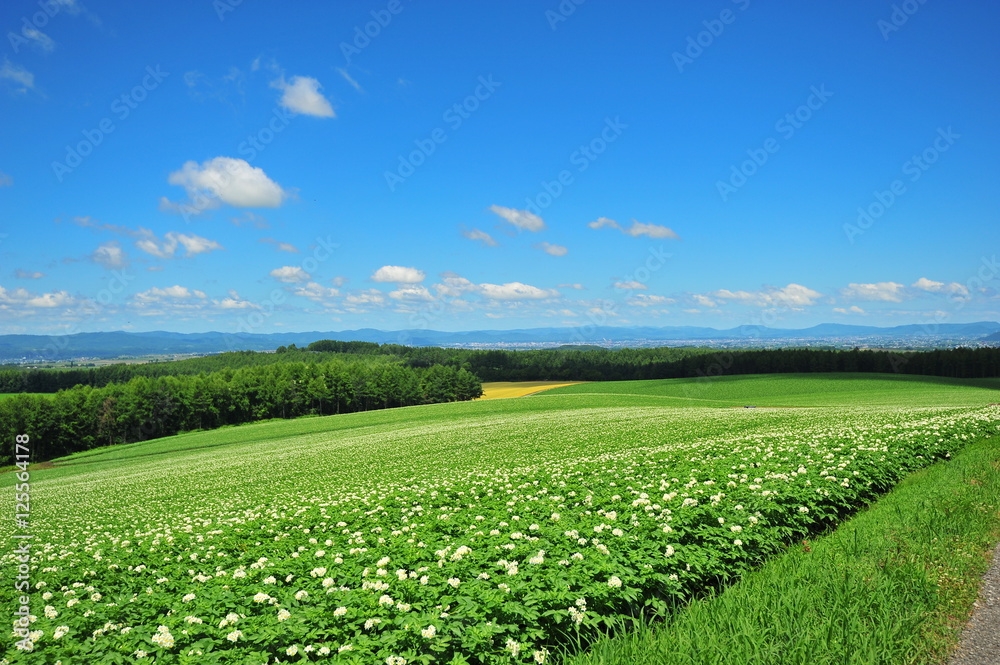 Countryside Landscape of Japan
