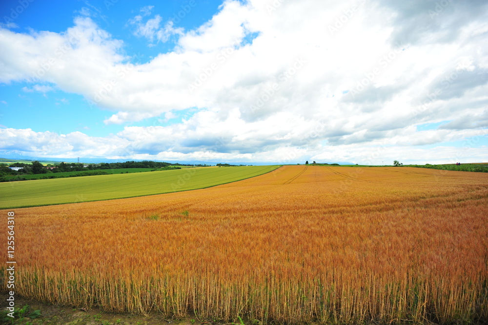 Agriculture Fields at Countryside