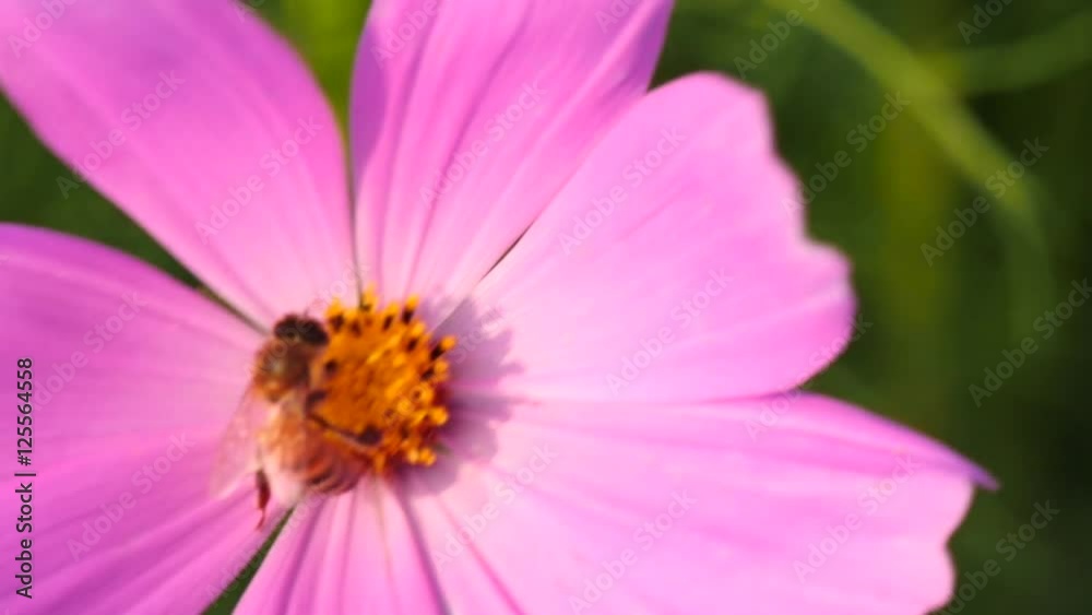 Slow motion of Honeybee collecting pollen
Slow motion of Honeybee collecting pollen