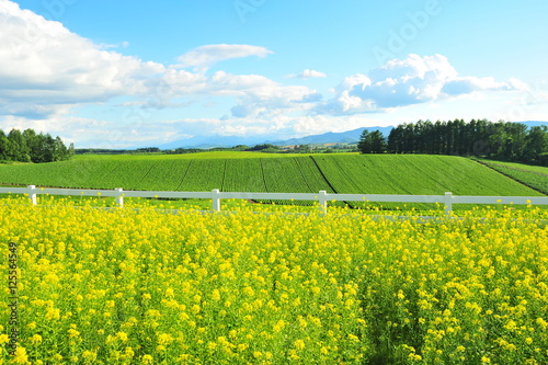 Landscape of Cultivated Lands at Countryside 
