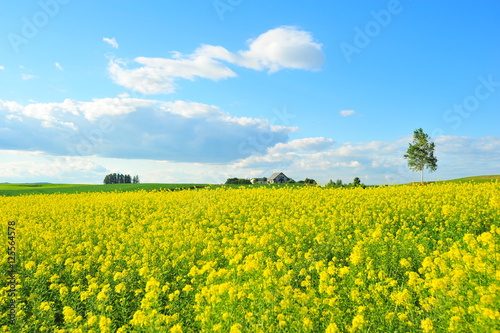 Landscape of Cultivated Lands at Countryside 