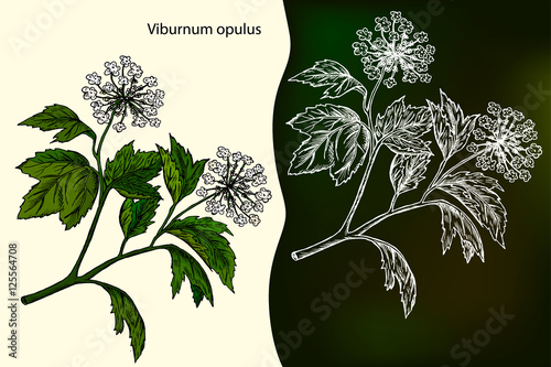 Viburnum opulus. Hand drawn design element. Drawing with chalk.Medicinal plant. Hand drawn botanical vector illustration.