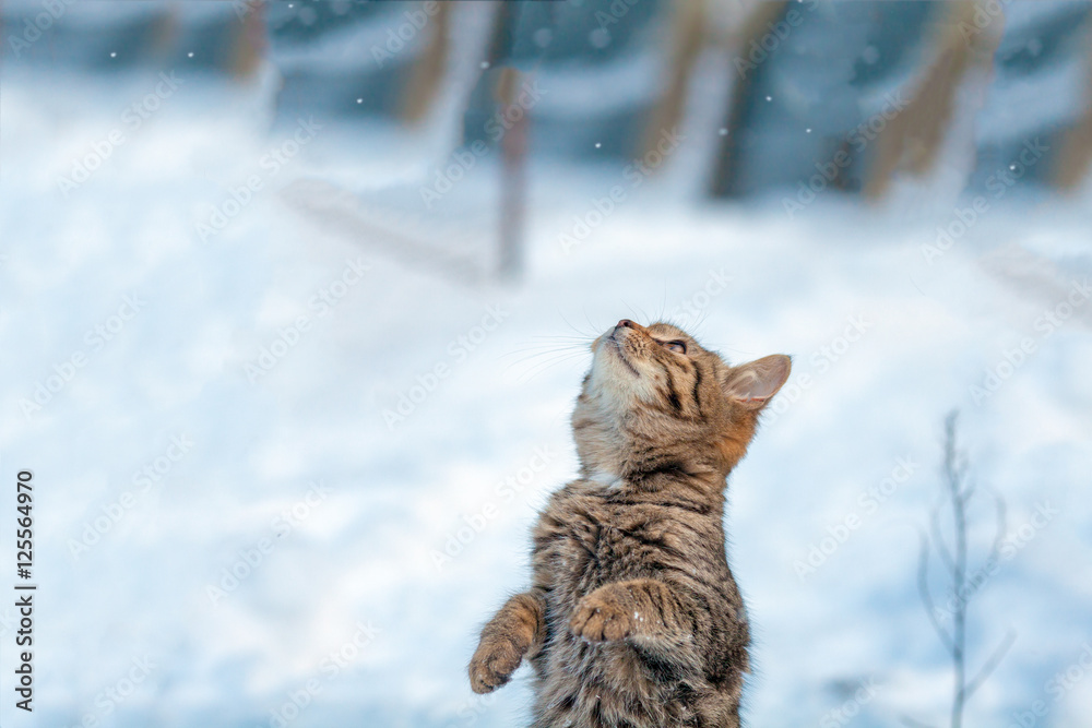 Obraz premium Kot stojący na tylnych nogach w śniegu w zimie