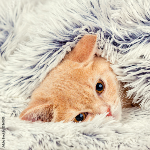 Fototapeta Naklejka Na Ścianę i Meble -  Cute little red kitten peeking out from under the soft warm blue blanket