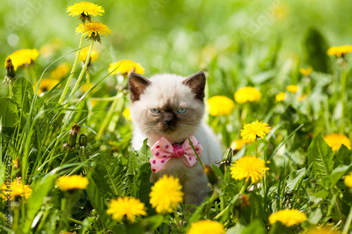 little kitten wearing bow tie walking in the dandelion flowers