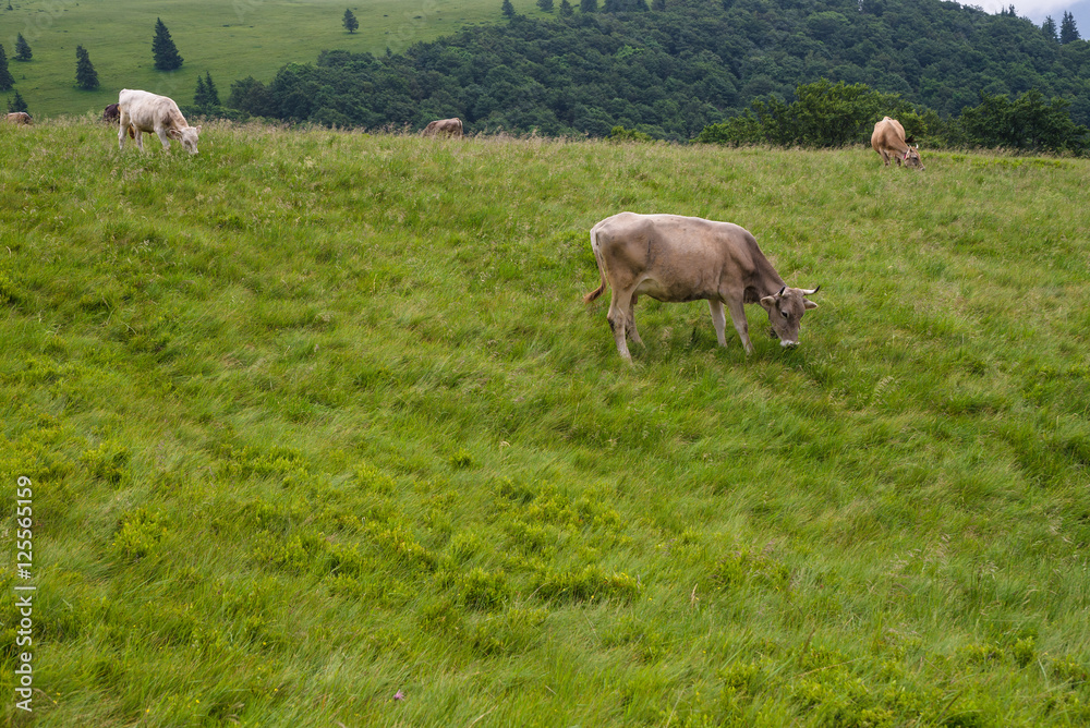 cows on the meadow