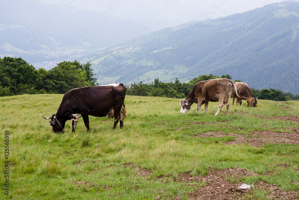 cows on the meadow cows on the meadow