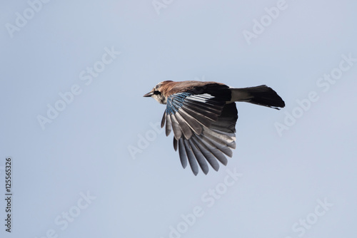 Jay, Garrulus glandarius