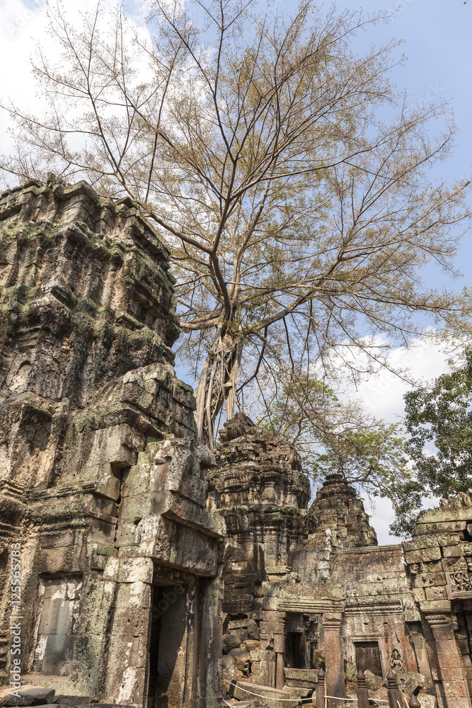 Secular giant trees roots over the walls of Ta Prohm temple, Angkor, Cambodia