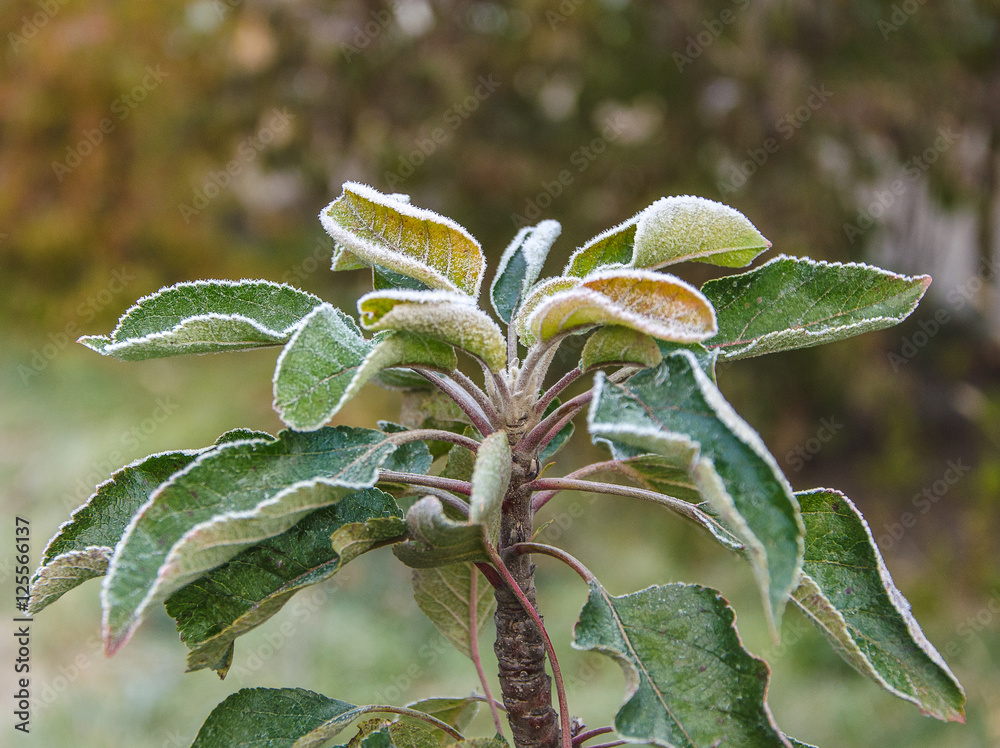 Frozen leaves on tree