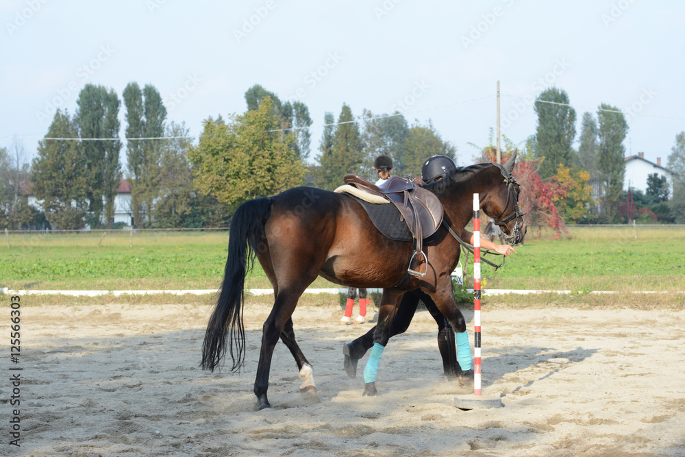 Il cavallo ed il maneggio