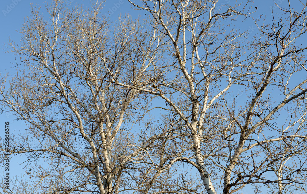 Close-up autumnal naked trees with white bark in sunlight. Close-up autumnal naked trees with white bark in sunlight.