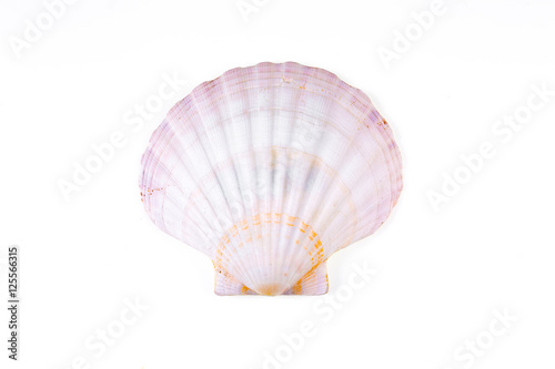 seashell isolated on a white background closeup