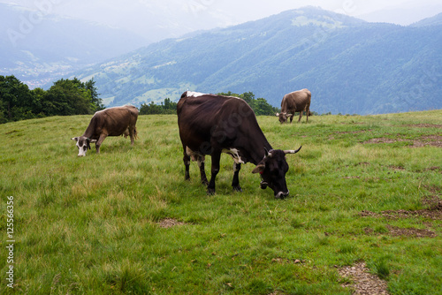cows on the meadow © illustrissima