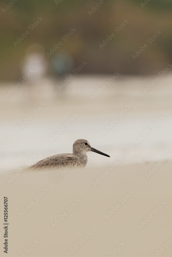 A willet (Tringa semipalmata) waking the beach at the edge of the waves. A willet (Tringa semipalmata) waking the beach at the edge of the waves.