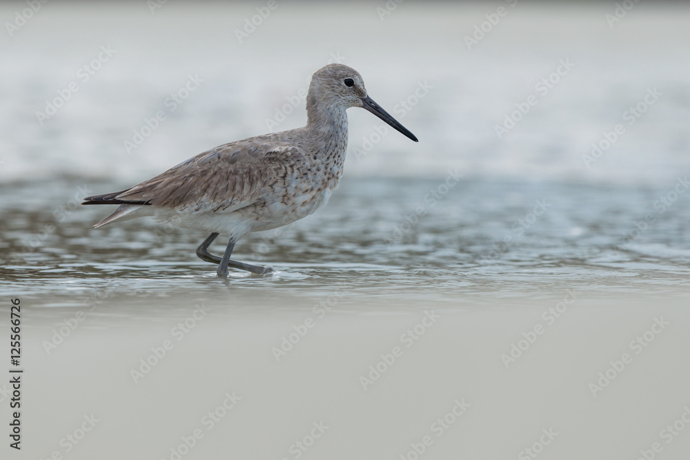 A willet (Tringa semipalmata) waking the beach at the edge of the waves. A willet (Tringa semipalmata) waking the beach at the edge of the waves.