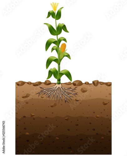 Corn plant with roots underground illustration