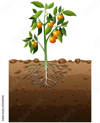 Orange capsicum plant with root underground illustration