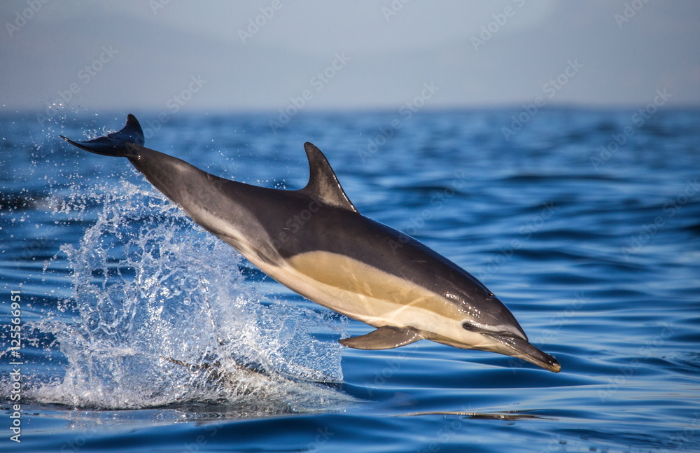 Obraz premium Dolphins jump out at high speed out of the water. South Africa. False Bay.
