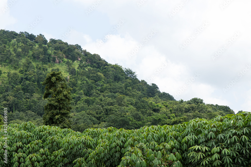 .Cassava plantation near the mountain.