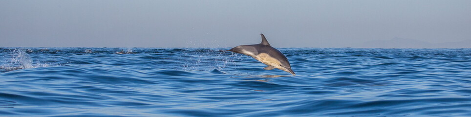 Ingelijste posters Dolfijn Dolfijnen schieten uit False Bay  © gudkovandrey