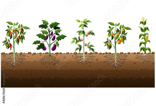 Various kinds of plants growing in the garden