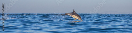 Dolphins jump out at high speed out of the water. South Africa. False Bay. © gudkovandrey