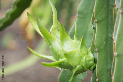 dragon Fruit on the tree after rain in garden