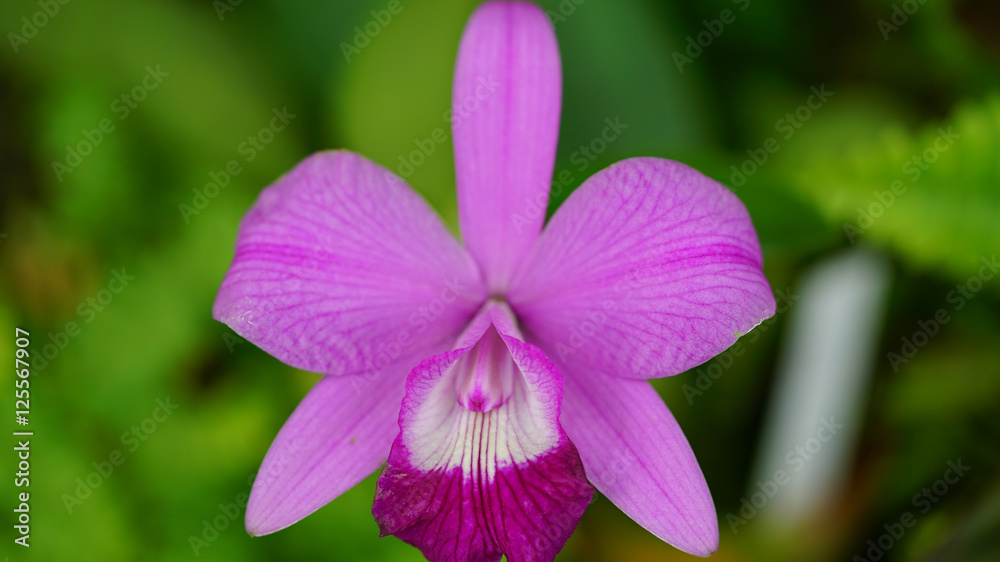 花 植物 花 植物