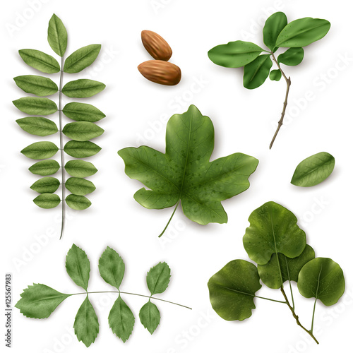 Set of green leaves