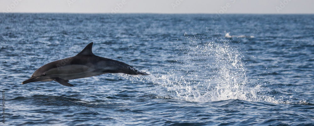 Dolphins jump out at high speed out of the water. South Africa. False Bay. Dolphins jump out at high speed out of the water. South Africa. False Bay.