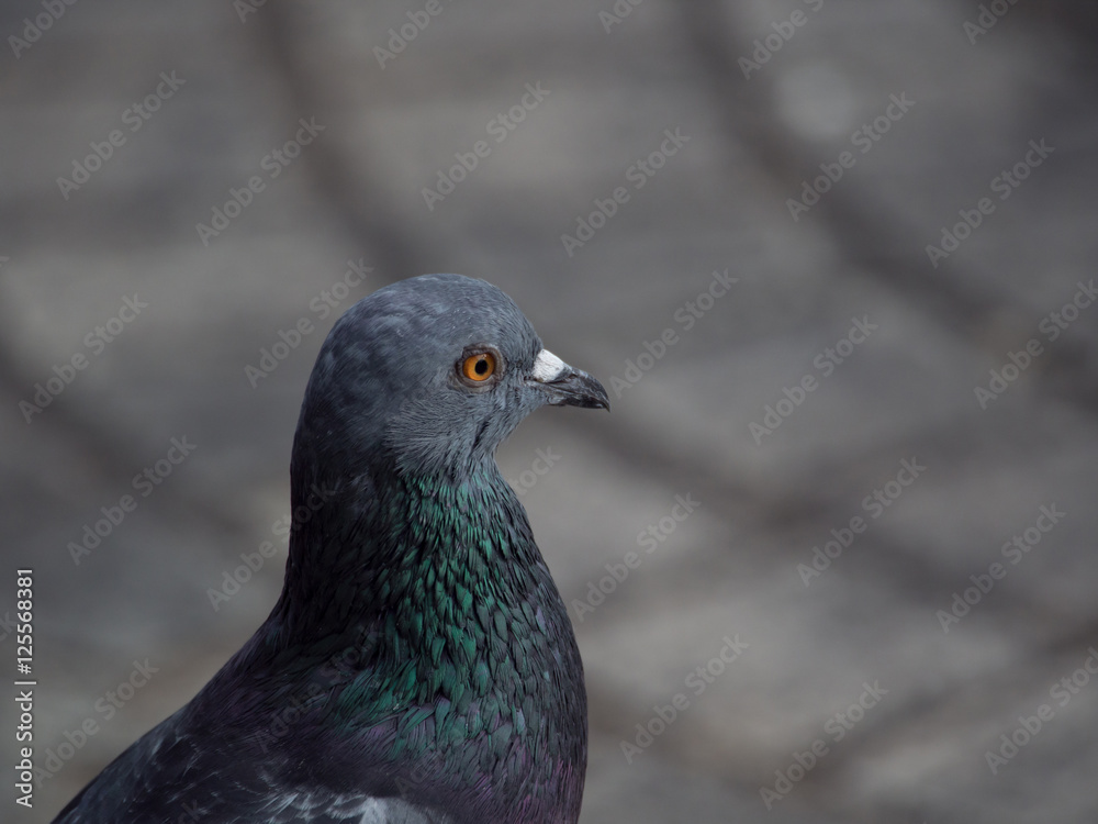 close up shot on the side of a rock dove pigeon bird focus only close up shot on the side of a rock dove pigeon bird focus only