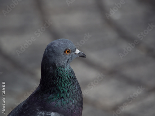 close up shot on the side of a rock dove pigeon bird focus only