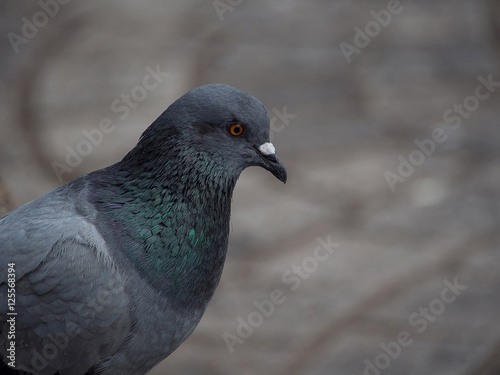 close up shot on the side of a rock dove pigeon bird is looking
